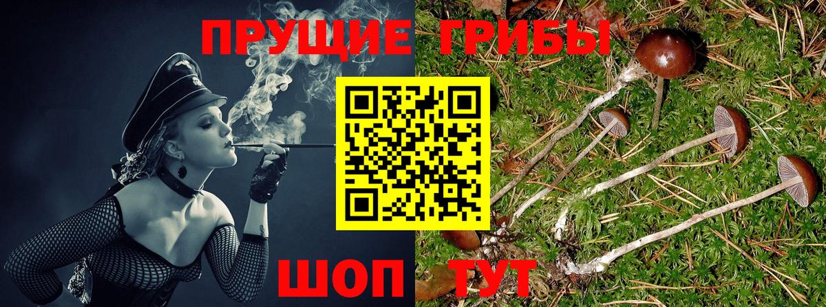 Галлюциногенные грибы прущие грибы  Псилоцибиновые грибы прущие грибы  Кольчугино  как найти   Вход с VPN 